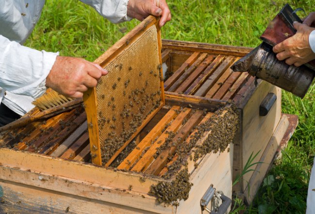 пчеловод достает рамку из улья 