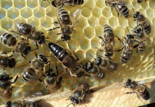 пчелиная матка в окружении рабочих пчел