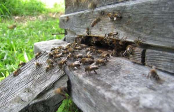 пчелы летят в улей