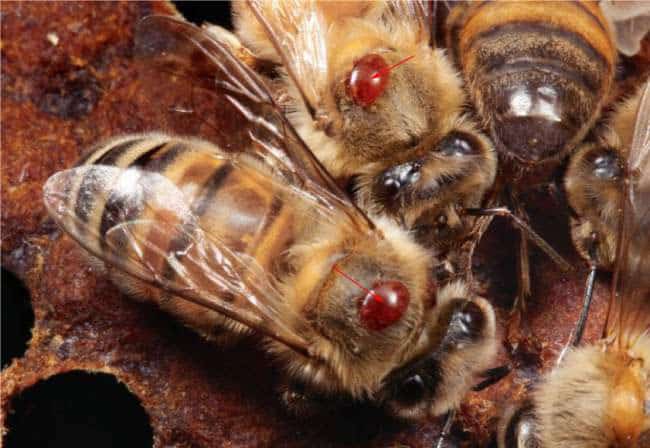 клещи варроа на пчелах