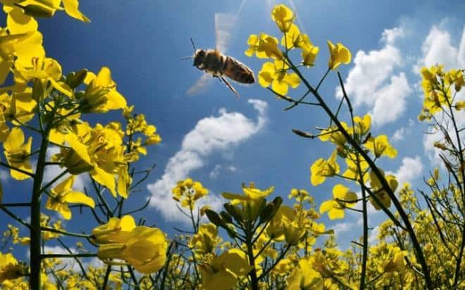 пчела собирает нектар с рапса