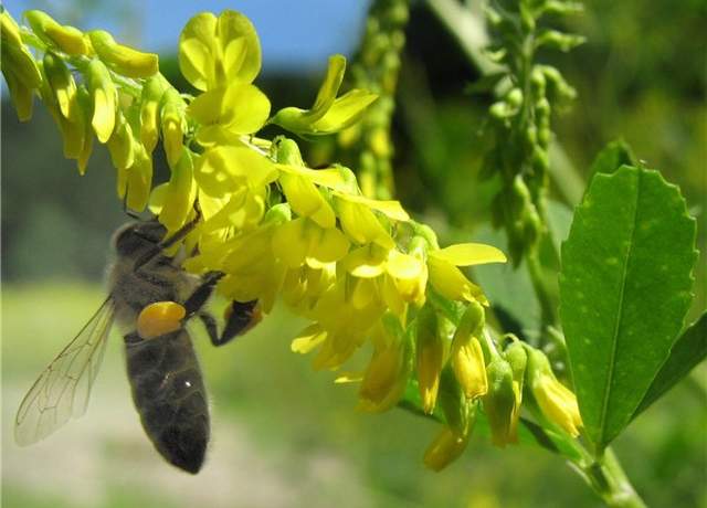 пчела собирает нектар с донника