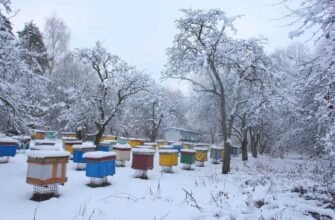 Пчеловодство в январе